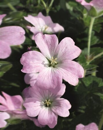 Geranium Dreamland geen maat specificatie 0,55L/P9cm - afbeelding 3