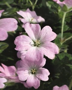 Geranium Dreamland geen maat specificatie 0,55L/P9cm - afbeelding 3