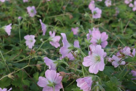 Geranium Dreamland geen maat specificatie 0,55L/P9cm - afbeelding 9