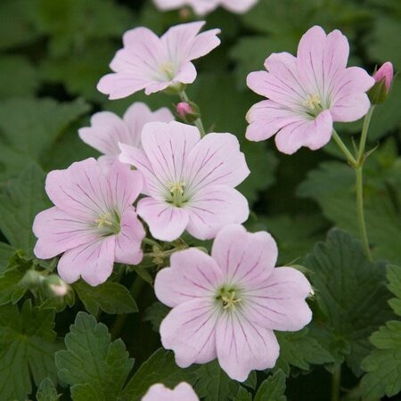 Geranium Dreamland geen maat specificatie 0,55L/P9cm - image 4