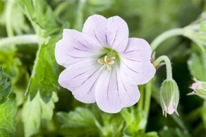Geranium Dreamland geen maat specificatie 0,55L/P9cm