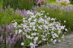 Geranium Dreamland geen maat specificatie 0,55L/P9cm - image 5