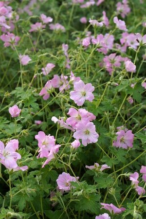 Geranium Dreamland geen maat specificatie 0,55L/P9cm - image 6