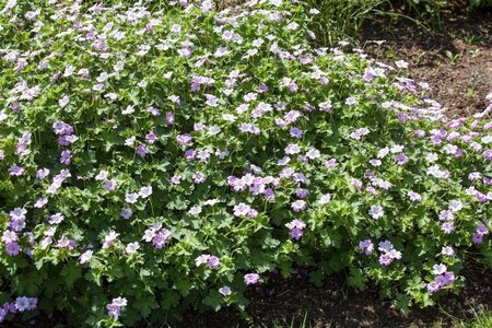 Geranium Dreamland geen maat specificatie 0,55L/P9cm - image 2