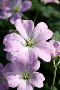 Geranium Dreamland geen maat specificatie 0,55L/P9cm - image 7