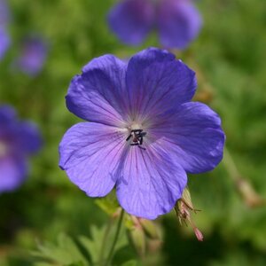 Geranium Havanna Blues geen maat specificatie 0,55L/P9cm