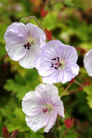 Geranium 'Lilac Ice' geen maat specificatie 0,55L/P9cm - afbeelding 2