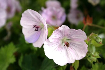 Geranium 'Lilac Ice' geen maat specificatie 0,55L/P9cm - afbeelding 2