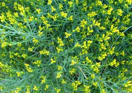 Genista lydia 25-30 cm cont. 3,0L - afbeelding 1