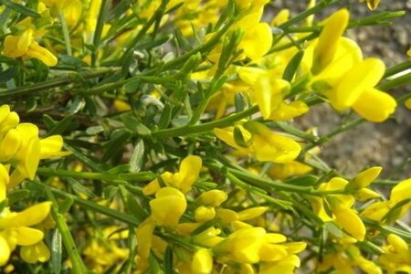Genista lydia 25-30 cm cont. 3,0L - afbeelding 2