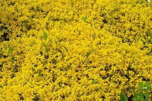 Genista lydia 25-30 cm cont. 3,0L - afbeelding 3