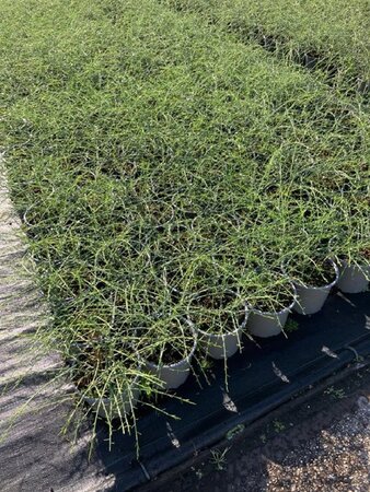 Genista lydia 30-40 cm cont. 2,0L - afbeelding 2