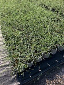 Genista lydia 30-40 cm cont. 2,0L - afbeelding 2