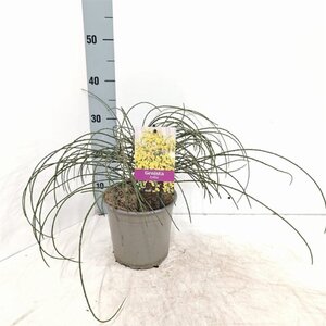 Genista lydia 30-40 cm cont. 2,0L - afbeelding 2