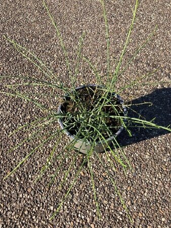 Genista lydia 30-40 cm cont. 2,0L - afbeelding 3