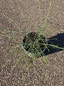 Genista lydia 30-40 cm cont. 2,0L - afbeelding 3