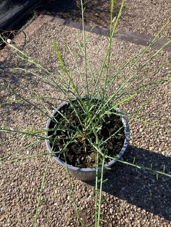 Genista lydia 30-40 cm cont. 2,0L - image 4