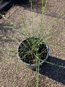 Genista lydia 30-40 cm cont. 2,0L - image 4