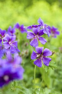 Geranium magnificum = platypetalum geen maat specificatie 0,55L/P9cm