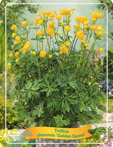 Geranium magnificum = platypetalum geen maat specificatie 0,55L/P9cm - afbeelding 4