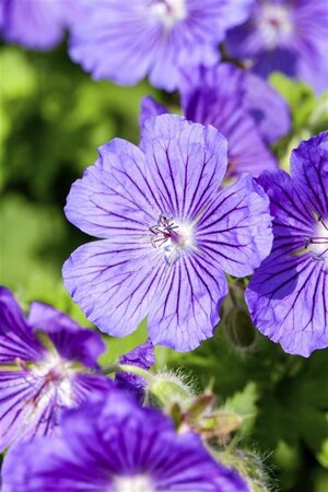 Geranium magnificum = platypetalum geen maat specificatie 0,55L/P9cm - afbeelding 2