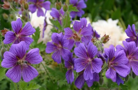 Geranium magnificum = platypetalum geen maat specificatie 0,55L/P9cm - afbeelding 4