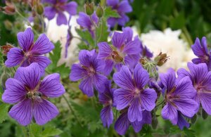 Geranium magnificum = platypetalum geen maat specificatie 0,55L/P9cm - afbeelding 4