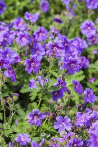 Geranium magnificum = platypetalum geen maat specificatie 0,55L/P9cm - afbeelding 3