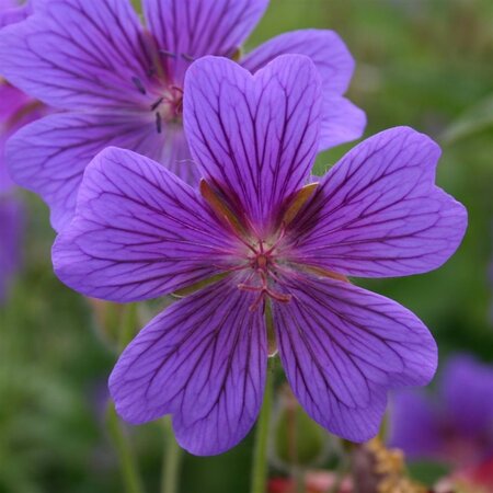 Geranium magnificum = platypetalum geen maat specificatie 0,55L/P9cm - afbeelding 5