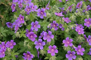 Geranium magnificum = platypetalum geen maat specificatie 0,55L/P9cm - afbeelding 6