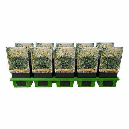 Geranium magnificum = platypetalum geen maat specificatie 0,55L/P9cm - afbeelding 5