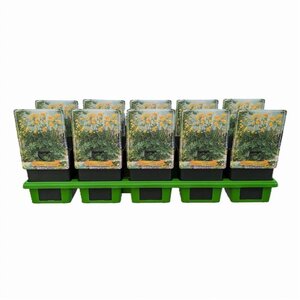 Geranium magnificum = platypetalum geen maat specificatie 0,55L/P9cm - afbeelding 5