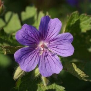 Geranium magnificum = platypetalum geen maat specificatie 0,55L/P9cm - afbeelding 7