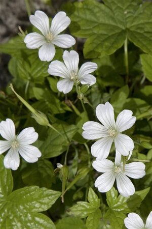 Geranium nodosum 'Silverwood' geen maat specificatie 0,55L/P9cm