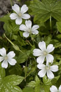 Geranium nodosum 'Silverwood' geen maat specificatie 0,55L/P9cm