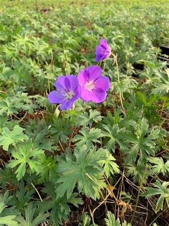 Geranium 'Orion' geen maat specificatie 0,55L/P9cm - afbeelding 3