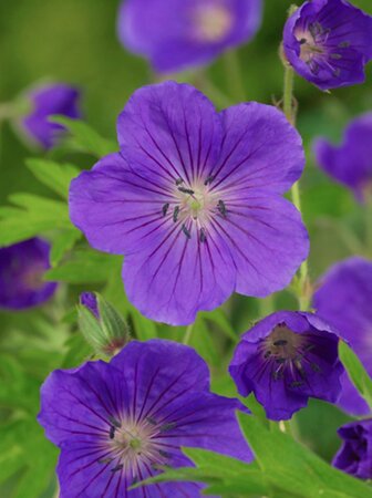 Geranium 'Orion' geen maat specificatie 0,55L/P9cm - afbeelding 7