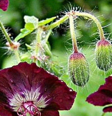 Geranium phaeum geen maat specificatie 0,55L/P9cm - afbeelding 2