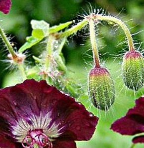 Geranium phaeum geen maat specificatie 0,55L/P9cm - afbeelding 2