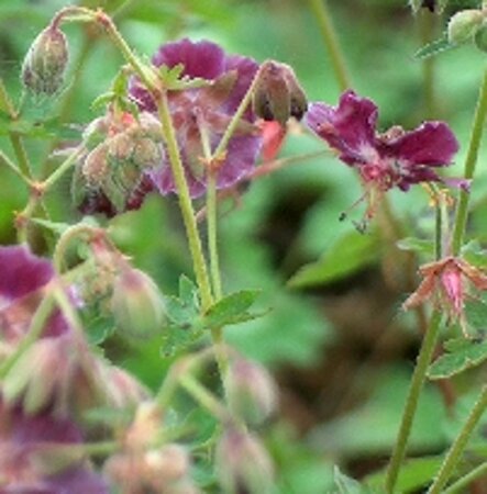 Geranium phaeum geen maat specificatie 0,55L/P9cm - afbeelding 3