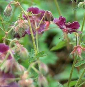 Geranium phaeum geen maat specificatie 0,55L/P9cm - afbeelding 3