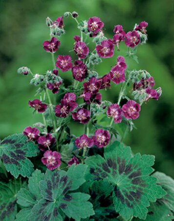 Geranium phaeum geen maat specificatie 0,55L/P9cm - afbeelding 4