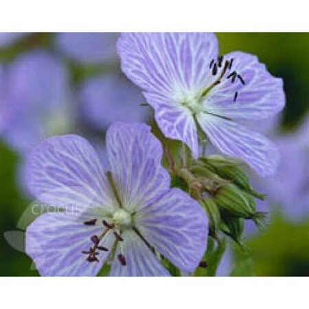 Geranium pr. 'Mrs Kendall Clark' geen maat specificatie 0,55L/P9cm - afbeelding 4