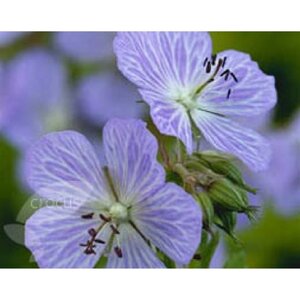 Geranium pr. 'Mrs Kendall Clark' geen maat specificatie 0,55L/P9cm - afbeelding 4