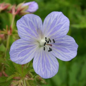 Geranium pr. 'Mrs Kendall Clark' geen maat specificatie 0,55L/P9cm - afbeelding 5