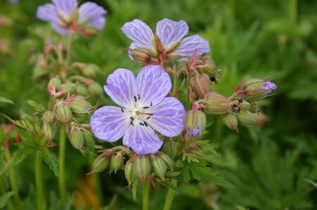 Geranium pr. 'Mrs Kendall Clark' geen maat specificatie 0,55L/P9cm - afbeelding 6