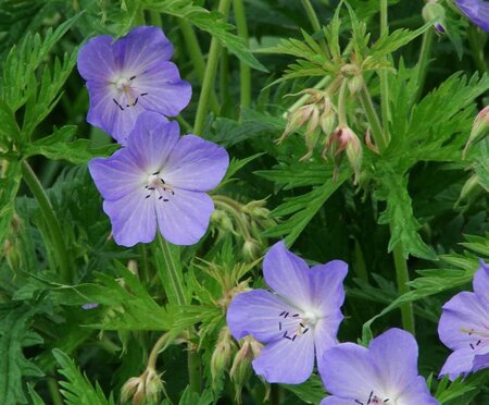 Geranium pratense geen maat specificatie 0,55L/P9cm - afbeelding 4