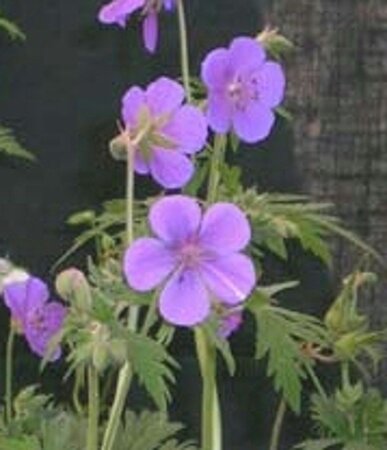 Geranium pratense geen maat specificatie 0,55L/P9cm - afbeelding 5