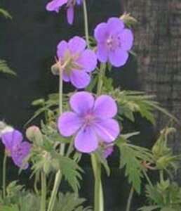 Geranium pratense geen maat specificatie 0,55L/P9cm - afbeelding 5