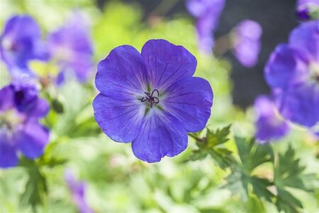 Geranium pratense geen maat specificatie 0,55L/P9cm - image 1